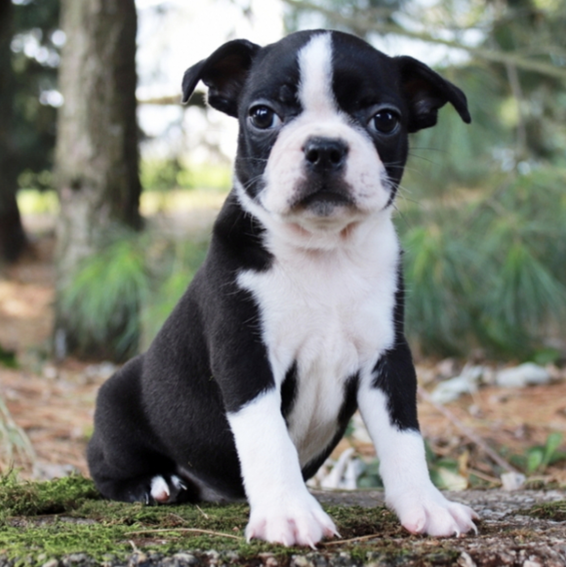 comprar cachorros sanos, baratos y asequibles para la venta